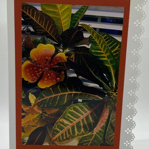 Carte de voeux : Croton, plante, vert, orange, jaune, rouge pour un anniversaire, un anniversaire, merci, je pense à vous