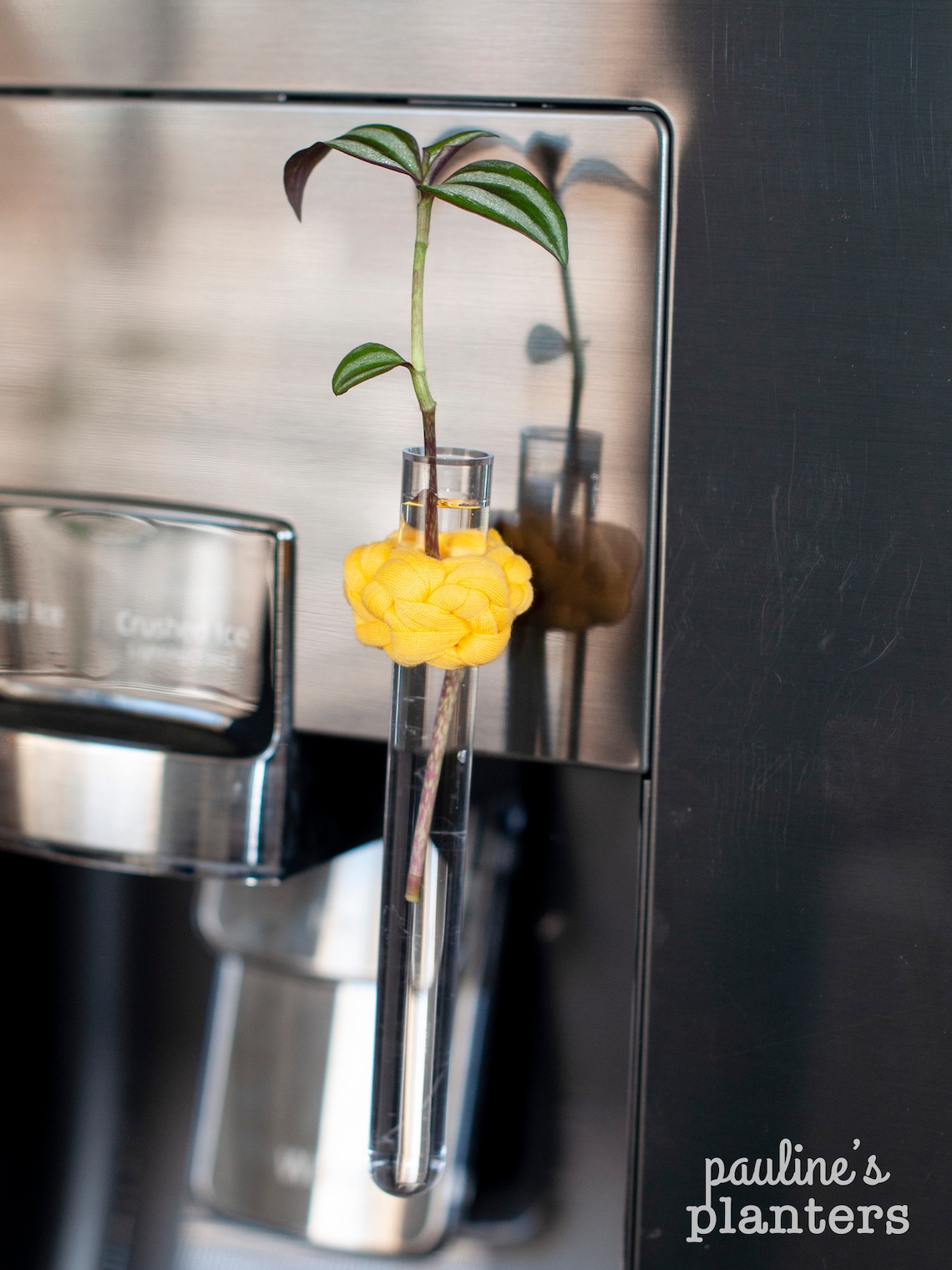 Plant propagation tubes fridge Etsy