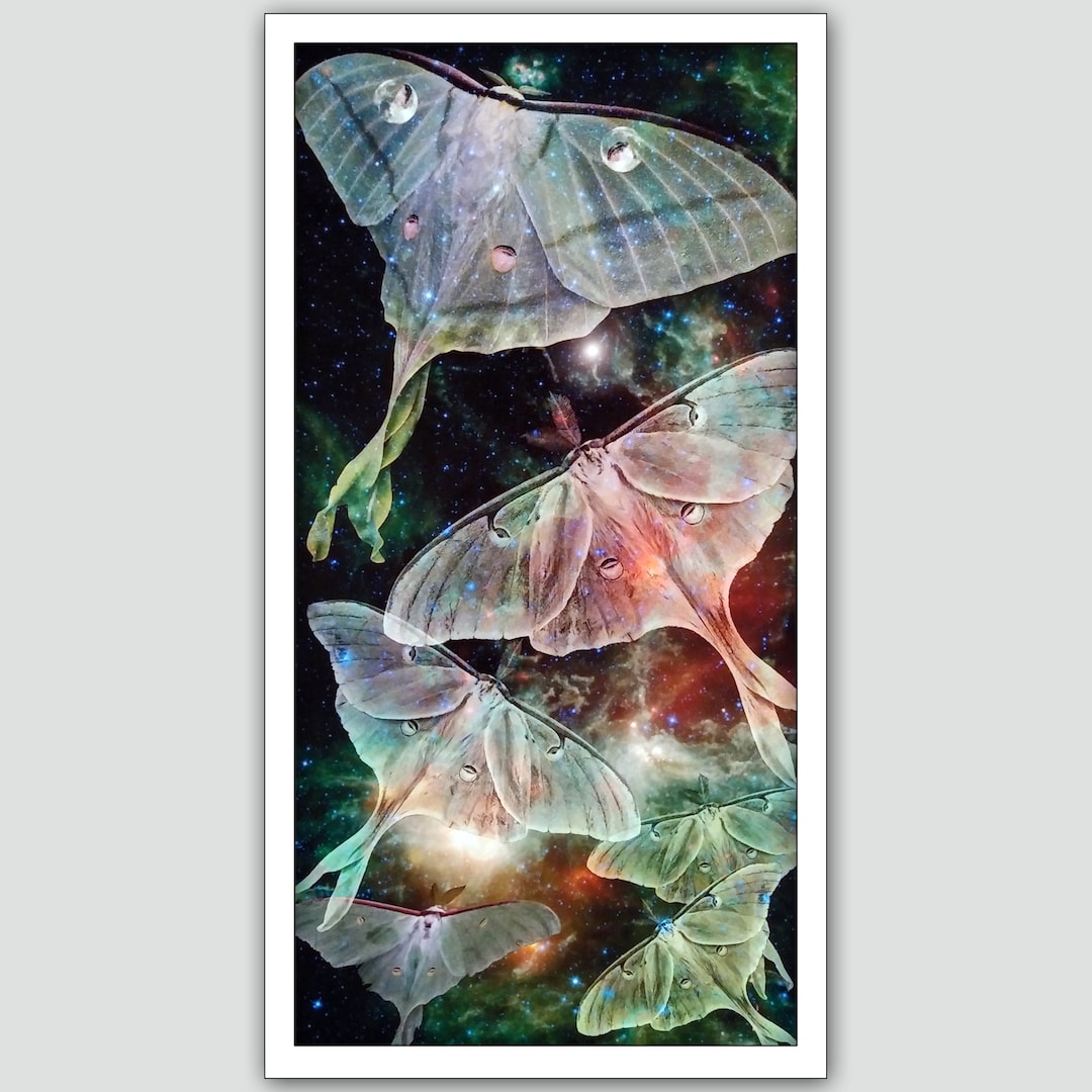 Luna Moths - Fine Art Limited Edition Giclee Print of Original Digital ...