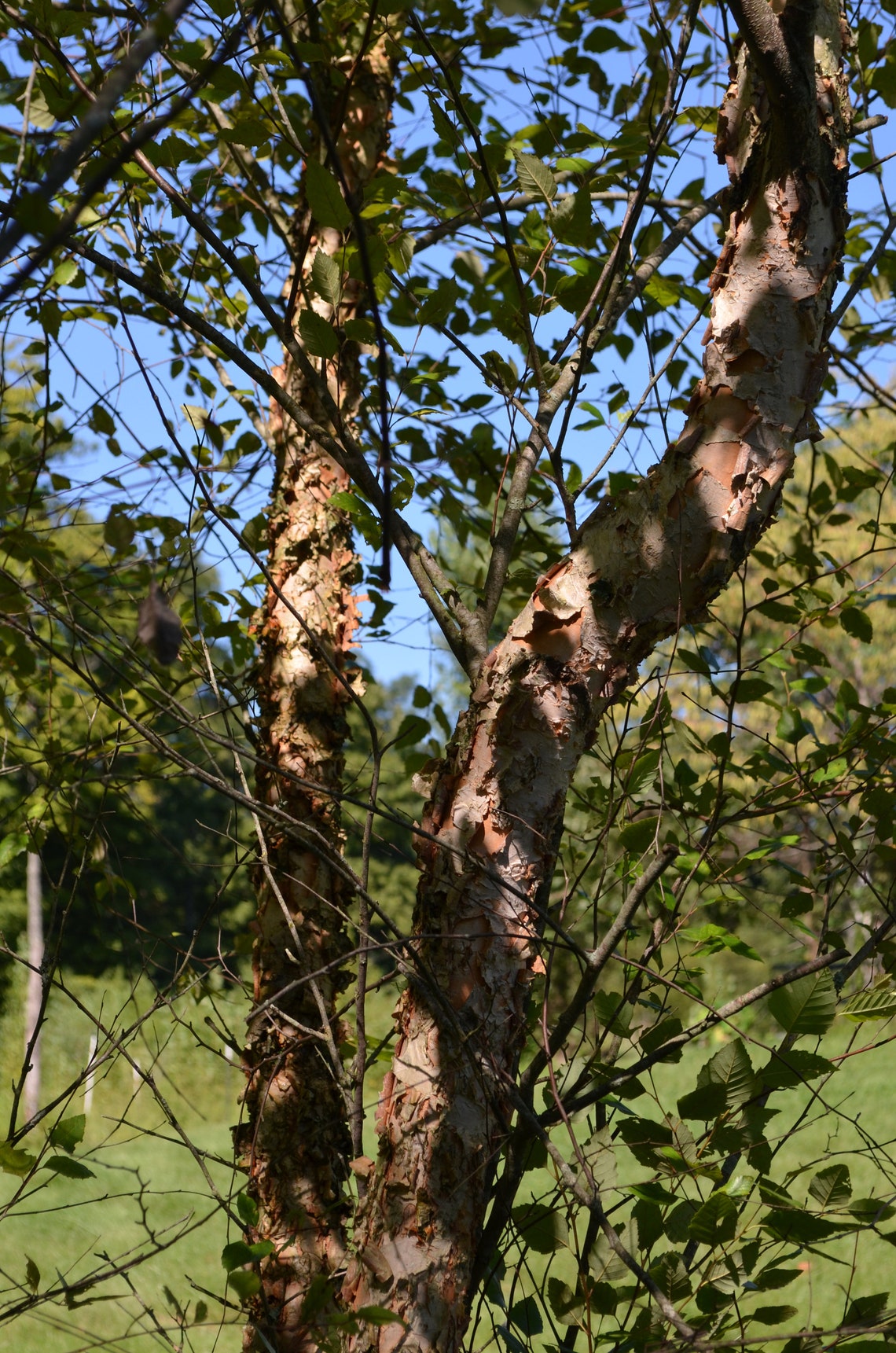 10 Paper White Birch Tree Unrooted cuttingsWhite peeling Etsy