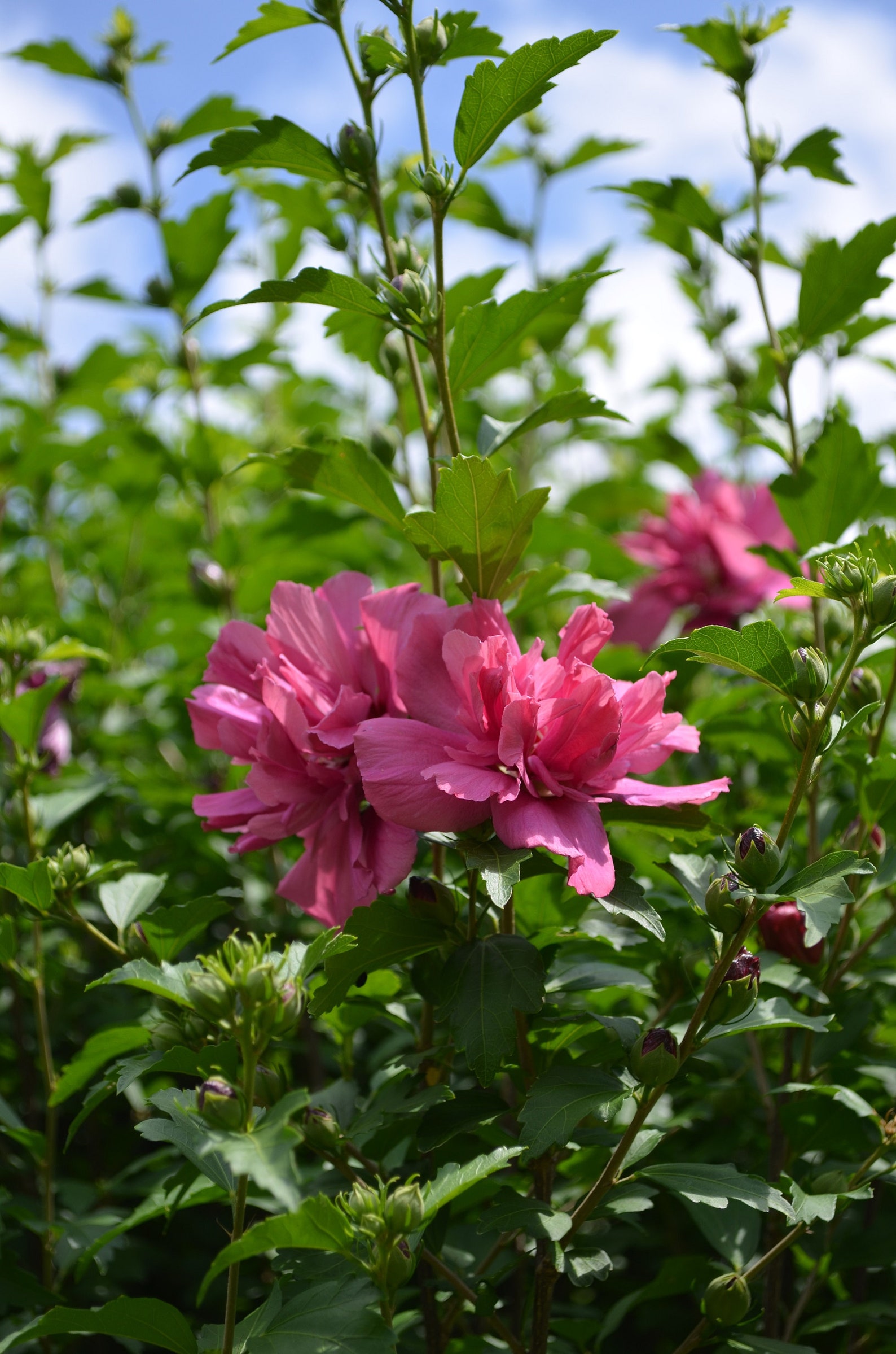 10 Double Carnation Red Rose of Sharon unrooted cuttings. Etsy