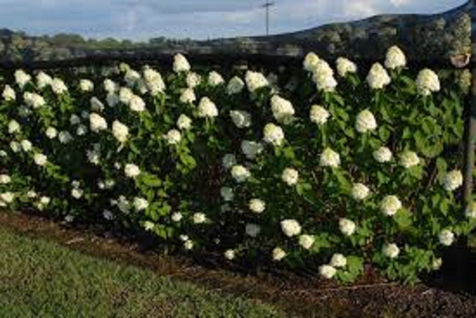 10 Pee Gee Hydrangea Shrub Unrooted Cuttingsblooms All Etsy
