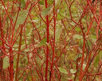 8 Redtwig Dogwood tree Unrooted cuttings- Bright red branches!! Sale on all orders! Order 4 or more items & get 20 % OFF! FREE SHIPPING!!