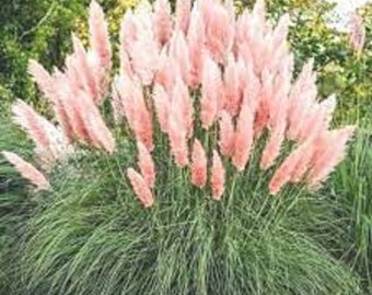 Giant Pink Pampas grass-2 live plants actively growing! , 1 free plant with each order (my choice)!  Shipping starts April 17th