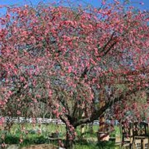 Pink Cascade Weeping Peach tree-8 Unrooted Cuttings. Weeping branches and bright pink blooms Free shipping image 3