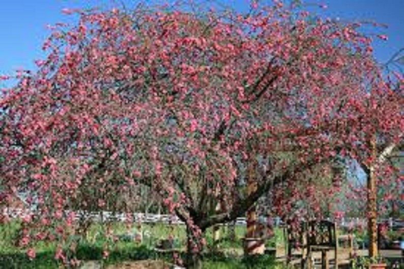 Pink Cascade Weeping Peach tree-8 Unrooted Cuttings. Weeping branches and bright pink blooms Free shipping image 3