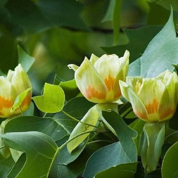 10 Tulip Poplar tree Unrooted cuttings-Yellow blooms!!  Sale on all orders! Order 4 or more items & get 20 % OFF! FREE SHIPPING!!