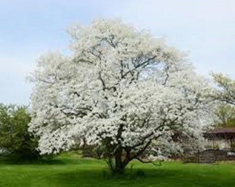 10 White Flowering Dogwood unrooted cuttings. Reliable bloomer!! Sale on all orders! Order 4 or more items & get 20 % OFF! FREE SHIPPING!!