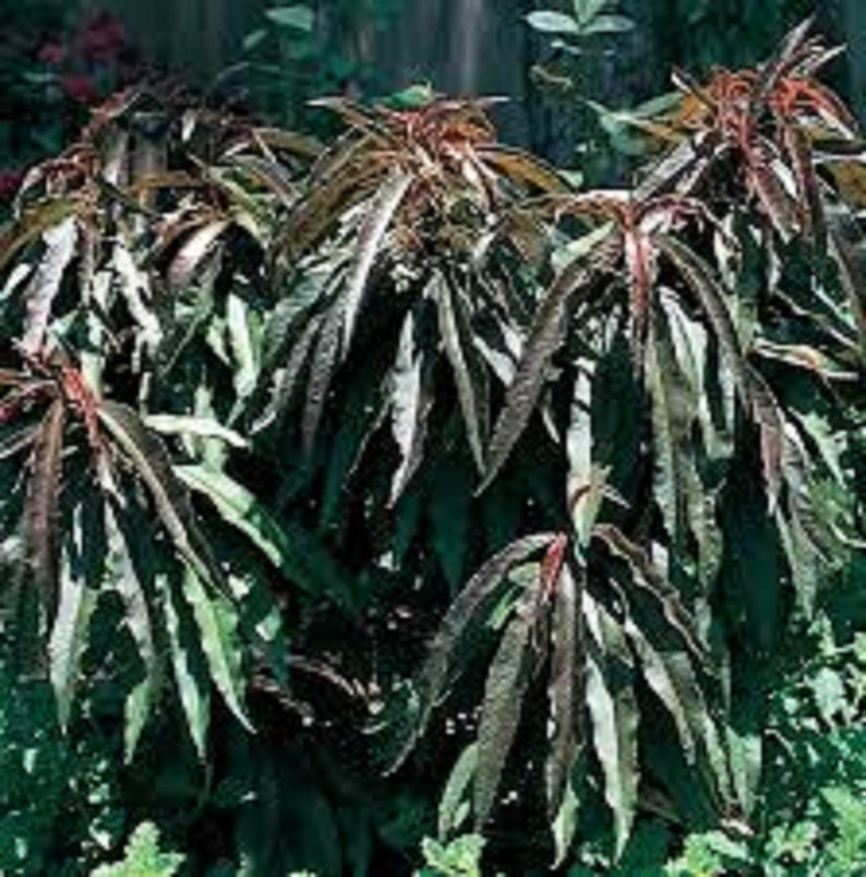 Pink Cascade Weeping Peach tree-8 Unrooted Cuttings. Weeping branches and bright pink blooms Free shipping image 4