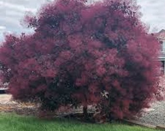 8 Purple Smoke Tree Unrooted cuttings-Deep Purple Leaves!  Sale on all orders! Order 4 or more items & get 20 % OFF! FREE SHIPPING!!