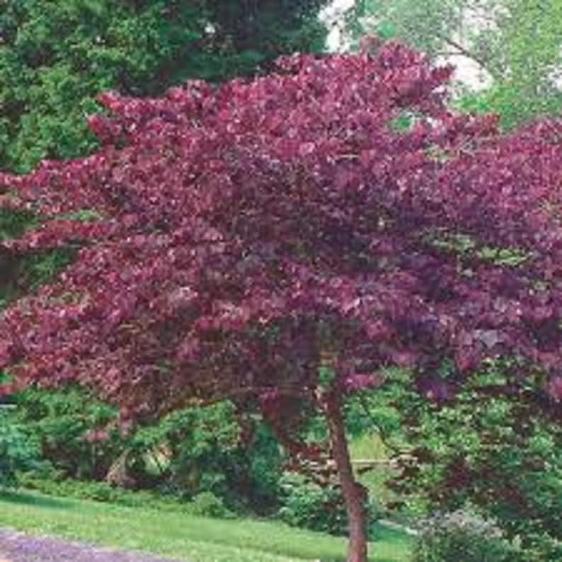 8 Forest Pansy Redbud Unrooted Cuttings Purple Foliage and Etsy