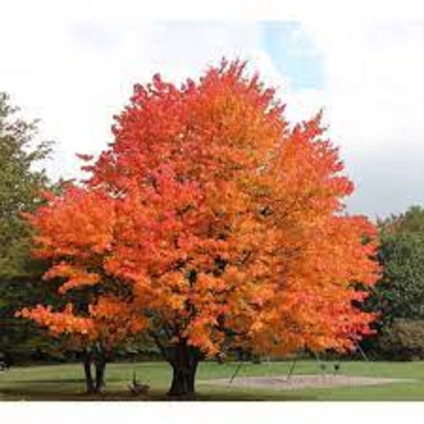 10 Sugar Maple tree-10 unrooted cuttings. Fast growing shade tree! Sale on all orders! Order 4 or more items & get 20 % OFF! FREE SHIPPING!!