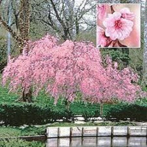 Pink Cascade Weeping Peach tree-8 Unrooted Cuttings. Weeping branches and bright pink blooms Free shipping image 2