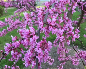 10 Eastern Redbud Poplar tree Unrooted cuttings- Early spring purple blooms!   ! Order 4 or more items & get 20 % OFF! FREE SHIPPING!!