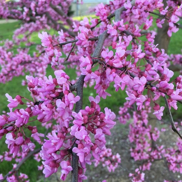 10 Eastern Redbud Poplar tree Unrooted cuttings- Early spring purple blooms!   ! Order 4 or more items & get 20 % OFF! FREE SHIPPING!!