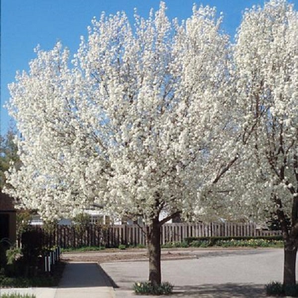 10 Cleveland Pear Tree Unrooted Cuttings. Spring Blooms! Sale on all orders! Order 4 or more items & get 20 % OFF! FREE SHIPPING!!