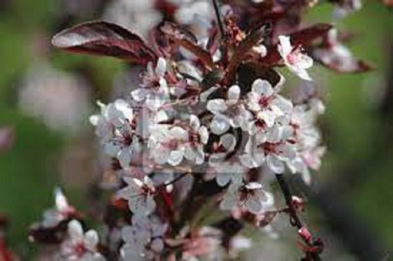 8 Cistena Plum tree Esquejes sin raíz Follaje púrpura y - Etsy México 8 Cistena Plum tree Esquejes sin raíz Follaje púrpura y - Etsy México