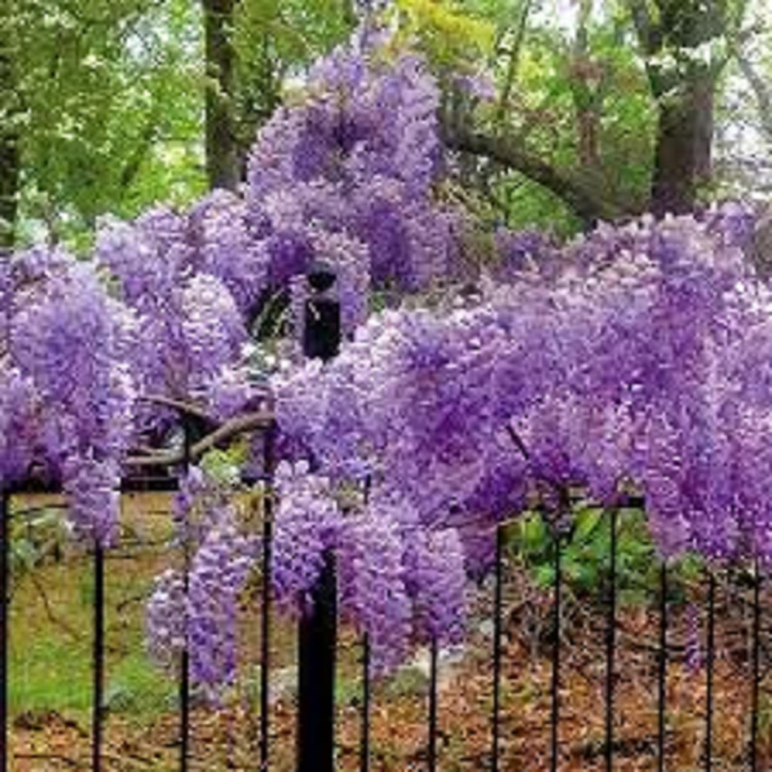 10 Blue Chinese Wisteria unrooted cuttings. Hardy perennial | Etsy