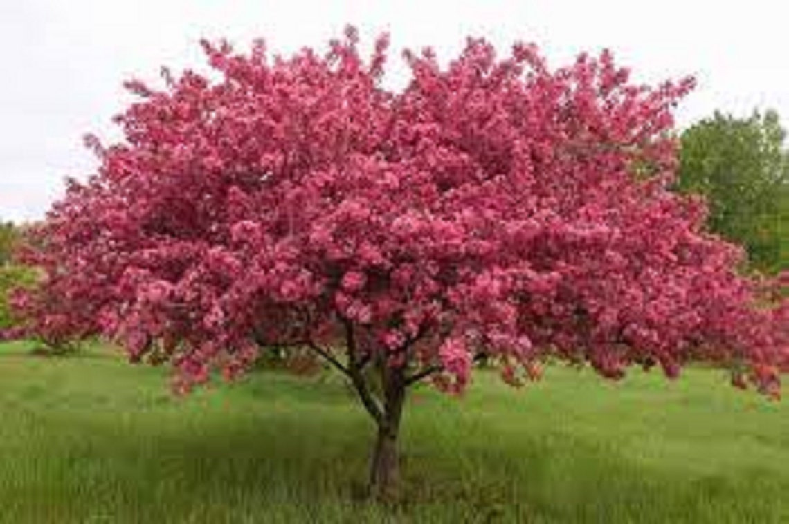 10 Unrooted Cuttings of Prairie Fire Crabapple Tree Etsy