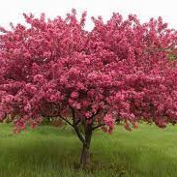 10 Unrooted Cuttings of Prairie Fire Crabapple Tree!  Sale on all orders! Order 4 or more items & get 20 % OFF! FREE SHIPPING!!