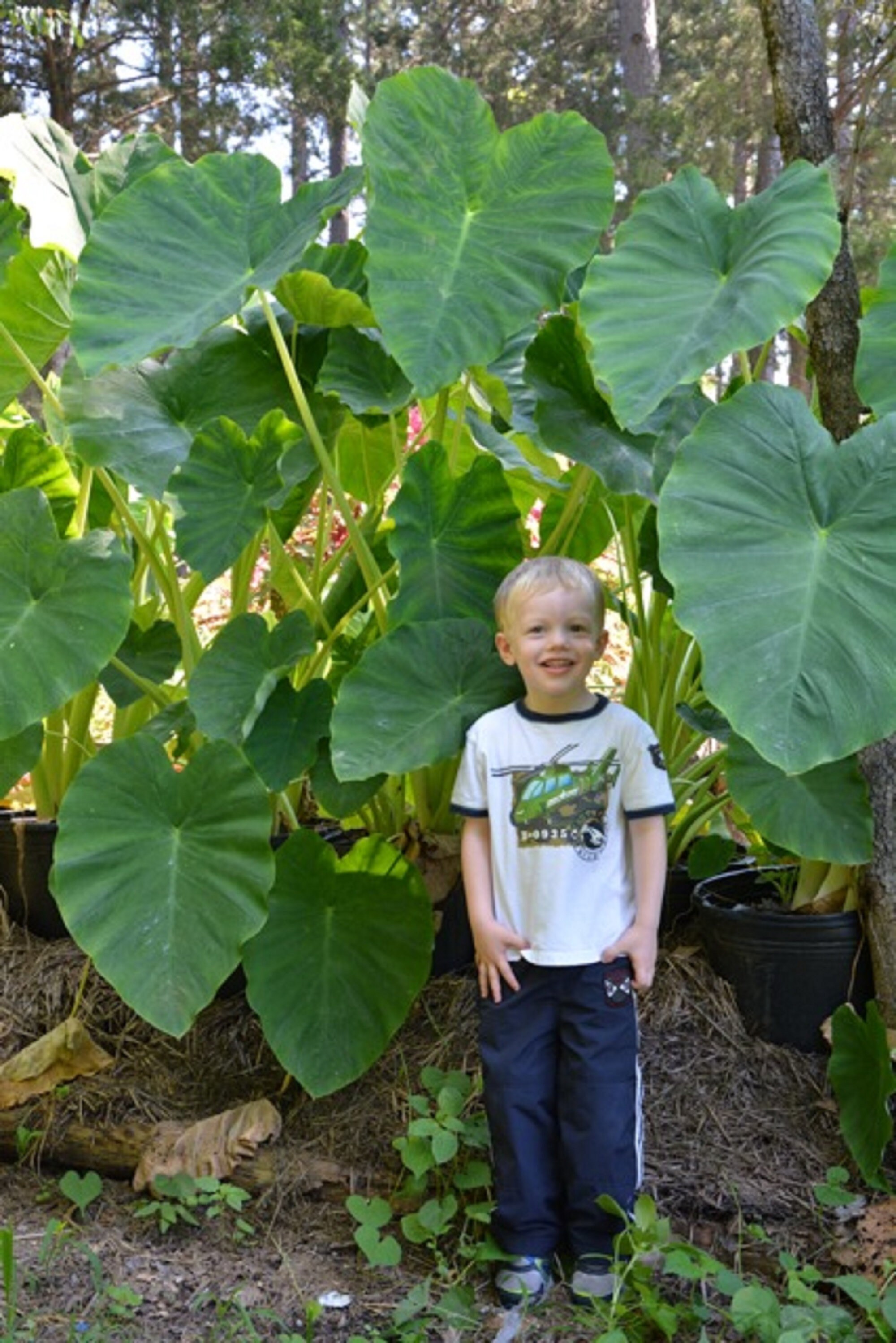 Giant Elephant Ear bulbs Tropical leaves 45 ft. tall Etsy
