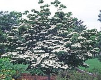 8 Kousa White Dogwood tree Unrooted cuttings- Spring white blooms! Sale on all orders! Order 4 or more items & get 20 % OFF! FREE SHIPPING!!