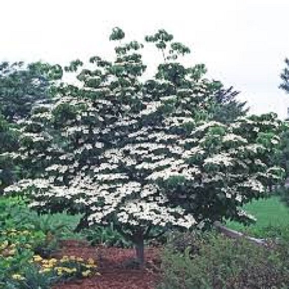 8 Árbol de cornejo blanco de Kousa Esquejes sin raíz Flores - Etsy México 8 Árbol de cornejo blanco de Kousa Esquejes sin raíz Flores - Etsy México