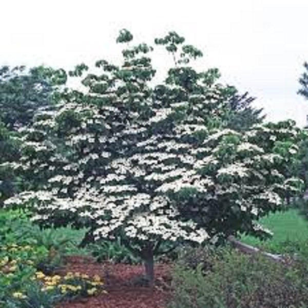 8 Kousa White Dogwood tree Unrooted cuttings- Spring white blooms! Sale on all orders! Order 4 or more items & get 20 % OFF! FREE SHIPPING!!