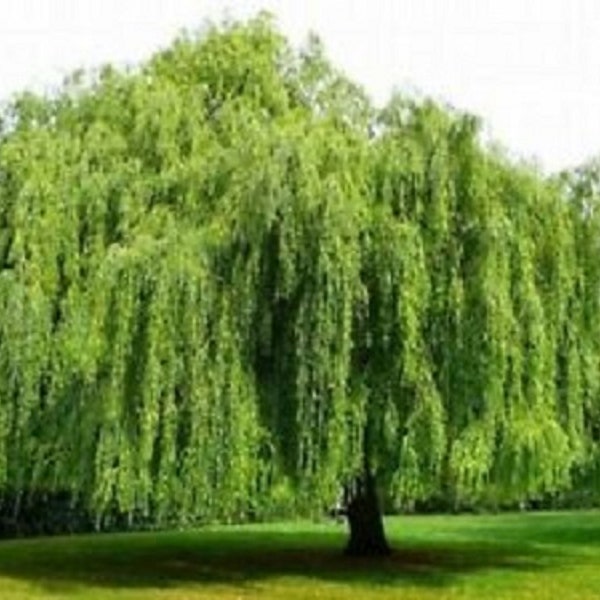 10 Weeping Willow tree  Unrooted cuttings-Graceful arching limbs!  Sale on all orders! Order 4 or more items & get 20 % OFF! FREE SHIPPING!!