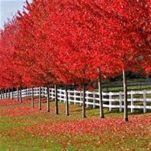 May include: A row of trees with vibrant red leaves, likely in autumn, lines a white picket fence. Fallen red leaves cover the green grass. The scene evokes a sense of seasonal beauty and tranquility.