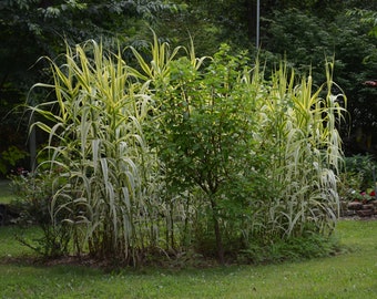 Arundo Donax, (plante en bâtons de menthe poivrée) 1 grosse racine. Livraison gratuite ! La livraison commence le 17 avril !