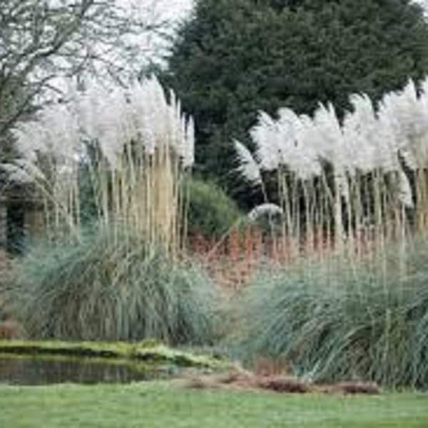 Giant Pampas White Feather Ornamental grass-12 ft. spikes with feathery blooms,  Order 4 or more items & get 20 % OFF! FREE SHIPPING!