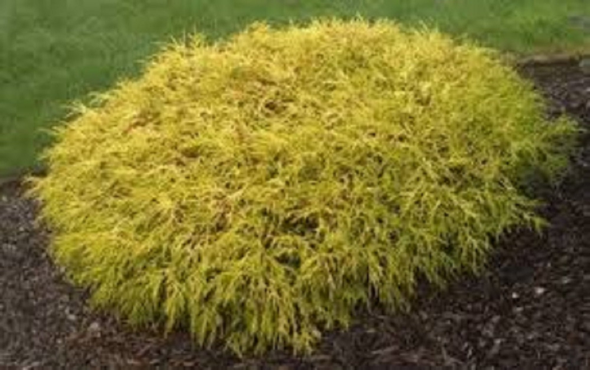 False Cypress Gold Mop