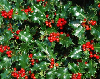 8 English Holly tree  Unrooted cuttings . Sale on all orders! Order 4 or more items & get 20 % OFF! FREE SHIPPING!!