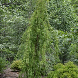 May include: A tall, slender tree with cascading, light green foliage. The tree's branches arch downwards, creating a weeping effect. The background features lush green trees and shrubs, with a stone pathway and grass in the foreground.