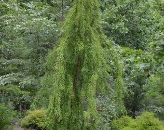 6 Weeping Bald Cypress tree  Unrooted cuttings- Evergreen!  Sale on all orders! Order 4 or more items & get 20 % OFF! FREE SHIPPING!!