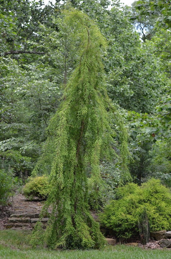 6 Weeping Bald Cypress tree Unrooted cuttings Fernlike Etsy