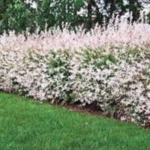 May include: A vibrant green lawn slopes up to a dense hedge of white and green foliage. The hedge is composed of many small, light-colored leaves, creating a textured appearance. The background features a blurred view of trees.