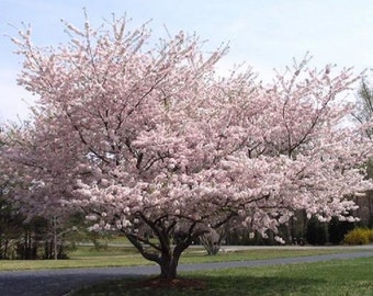 10 Yoshino Cherry Tree Unrooted cuttings-Lovely blooms!  Sale on all orders! Order 4 or more items & get 20 % OFF! FREE SHIPPING!!