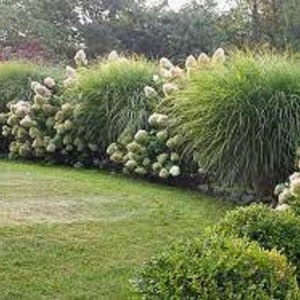 Miscanthus  "Morning Light" Ornamental Grass-5-6 ft. feathery spikes, copper fall color! Free plant with every order!!