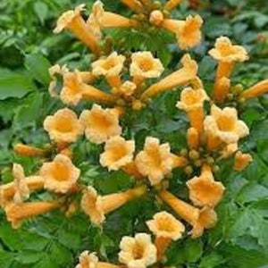 18+ Hummingbird Plant Vine