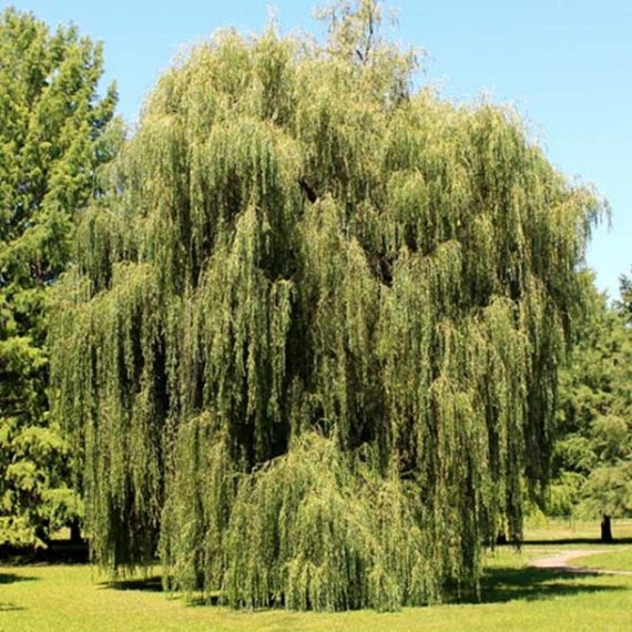 Everything You Need to Know About Weeping Willow Trees - Dengarden