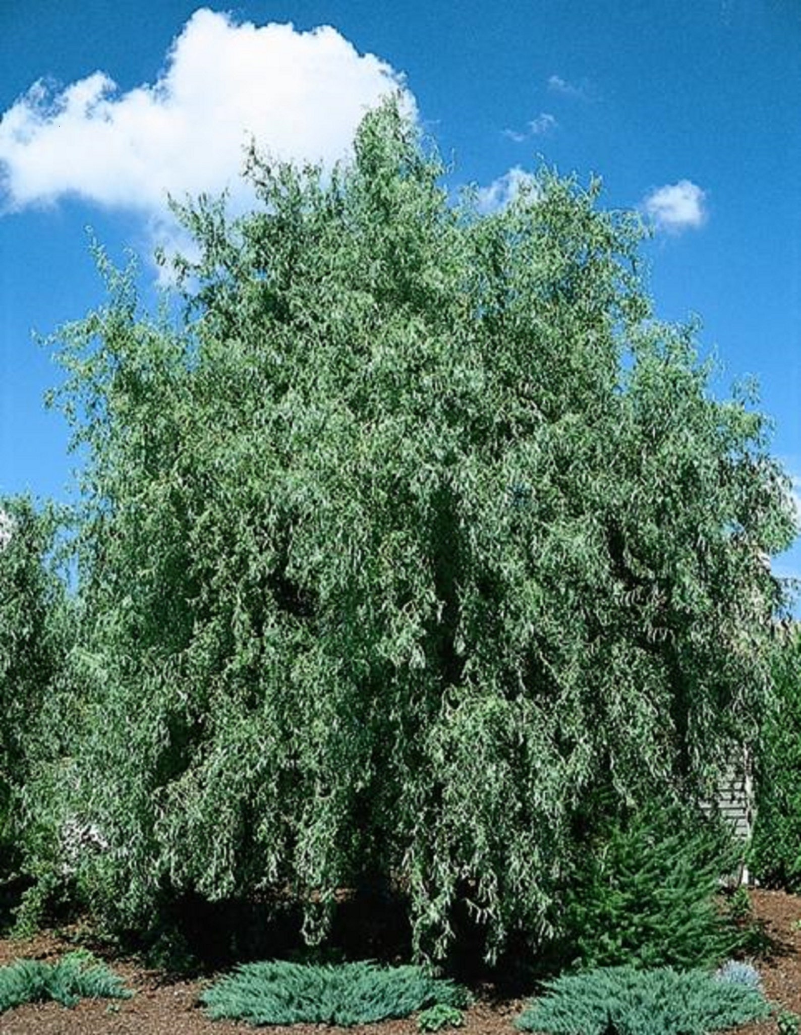10 Corkscrew Willow Tree Unrooted cuttingsCurly limbs Free Etsy