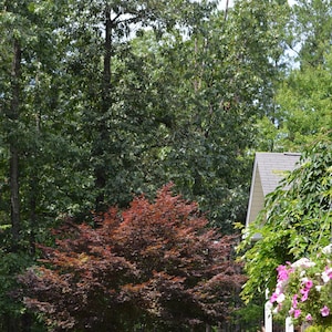 May include: A vibrant landscape scene featuring a lush green lawn leading to a house with a light-colored roof. A striking red-leafed tree stands out against the backdrop of tall, green trees. Pink flowers adorn the porch and garden.