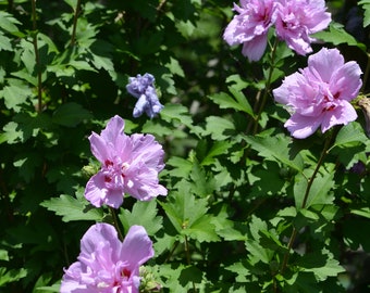 10 Double Carnation Purple Rose of Sharon unrooted cuttings. Sale on all orders! Order 4 or more items & get 20 % OFF! FREE SHIPPING!!