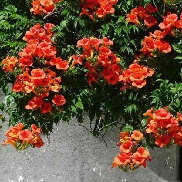 10 Madame Galen Red Trumpet Vine Unrooted Cuttings.  Red  Blooms! Sale on all orders! Order 4 or more items & get 20 % OFF! FREE SHIPPING!!