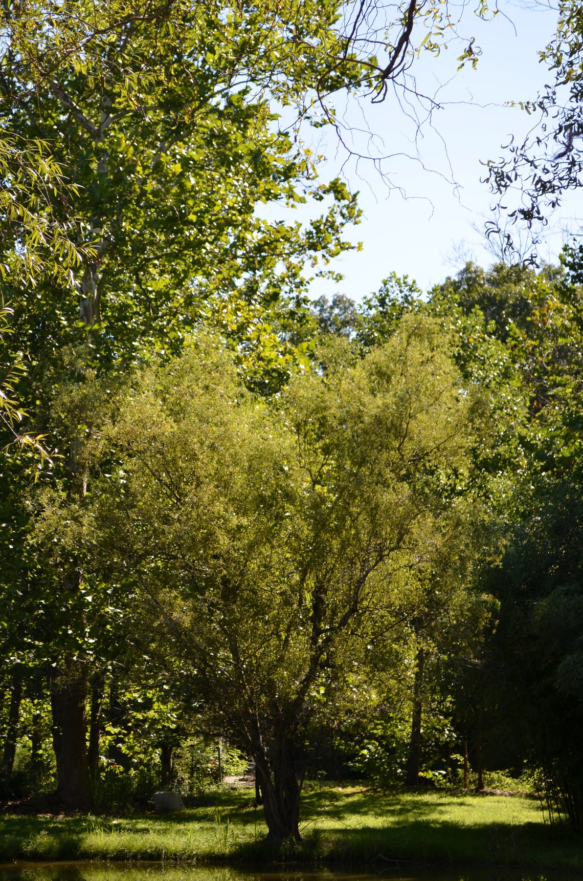 10 Corkscrew Willow Tree Unrooted cuttingsCurly limbs Free Etsy