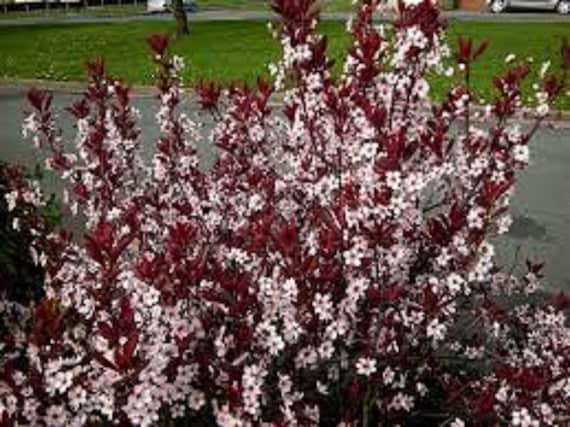8 Cistena Plum tree Esquejes sin raíz Follaje púrpura y - Etsy México 8 Cistena Plum tree Esquejes sin raíz Follaje púrpura y - Etsy México