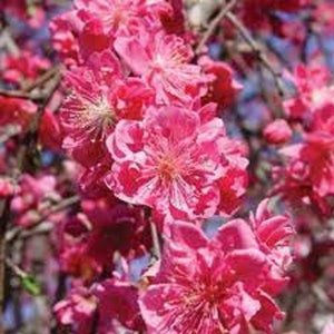 Pink Cascade Weeping Peach tree-8 Unrooted Cuttings. Weeping branches and bright pink blooms Free shipping image 1