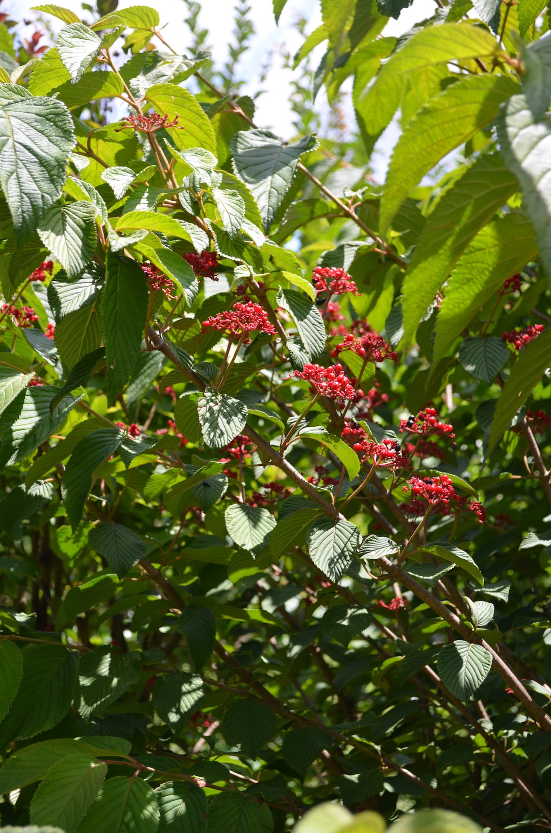 10 Leatherleaf Viburnum Unrooted Cuttings White Bloomsred Berries Sale